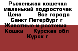 Рыженькая кошечка маленький подросточек › Цена ­ 10 - Все города, Санкт-Петербург г. Животные и растения » Кошки   . Курская обл.,Курск г.